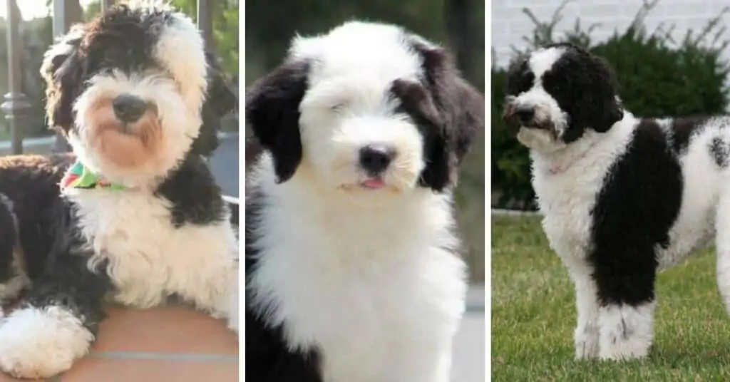 Poodle and english store sheepdog