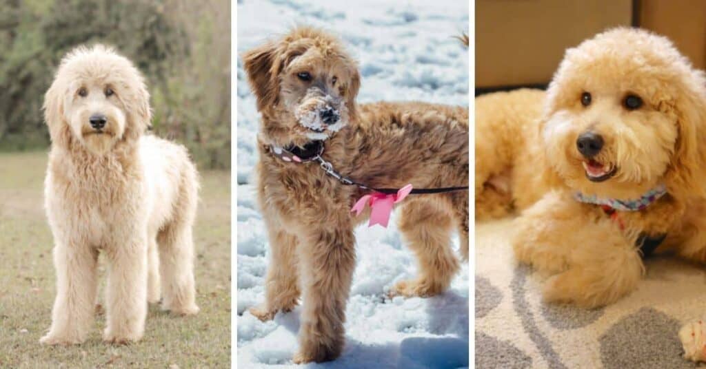 Labradoodle golden hot sale retriever mix