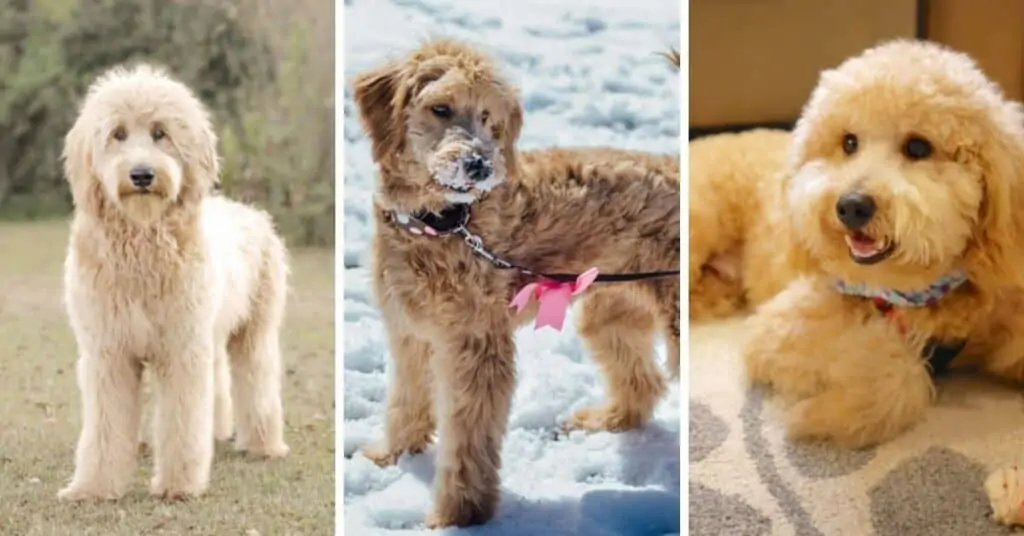 Golden retriever mixed with mini poodle sale