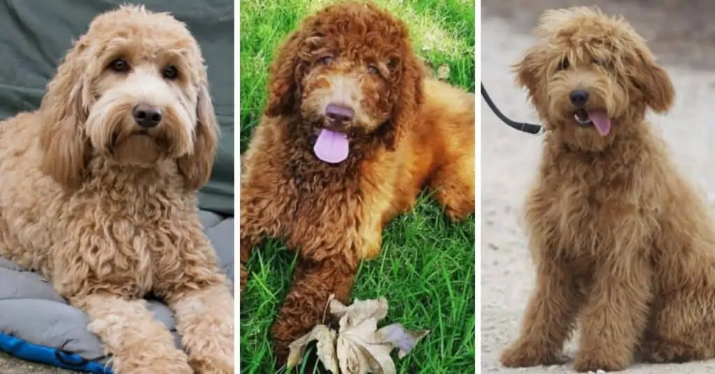 Labradoodle Goldendoodle Mix