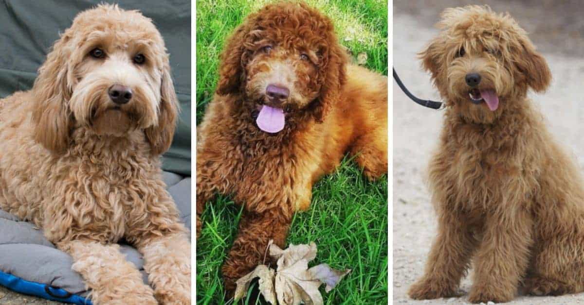 Golden Labradoodle Dog