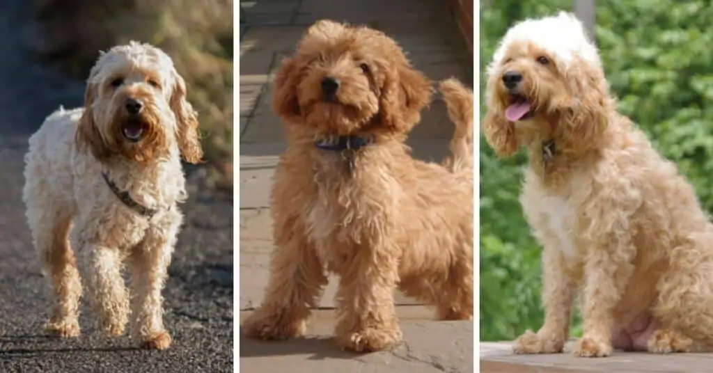 are terrier poodles hypoallergenic