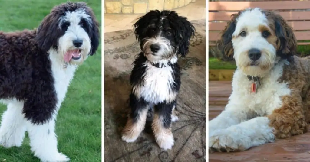 Bernese Mountain Dog Poodle Mix