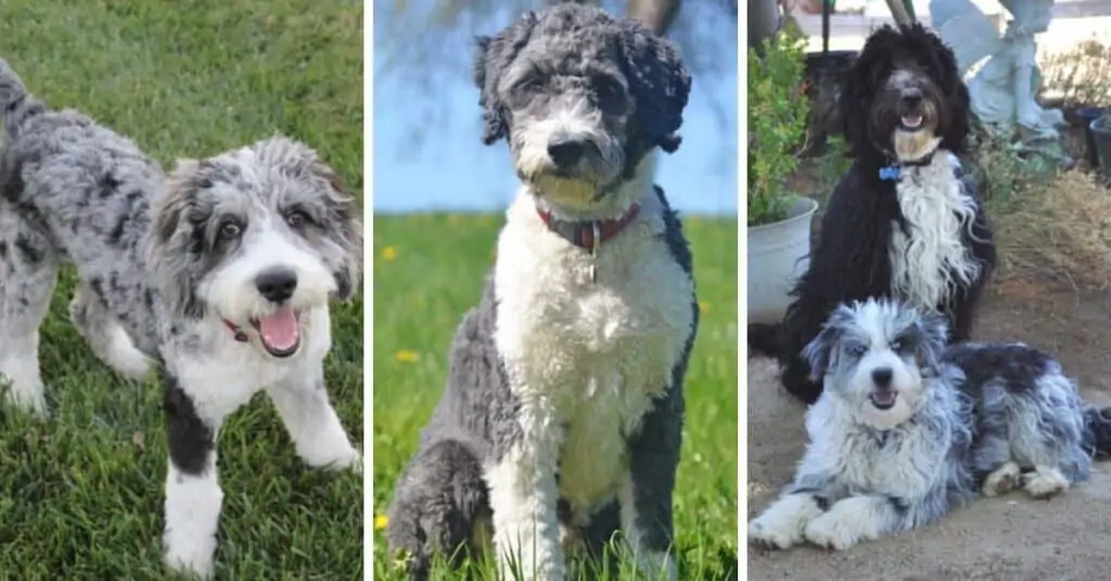 Mini aussie and poodle 2024 mix