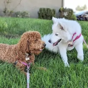 Puppy Socialization