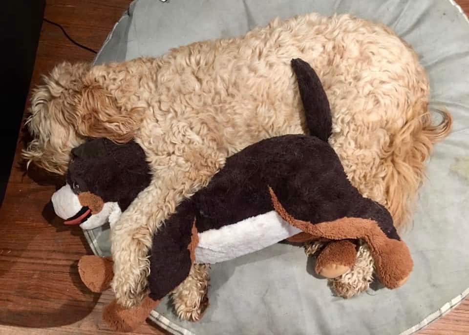 black golden doodle stuffed animal