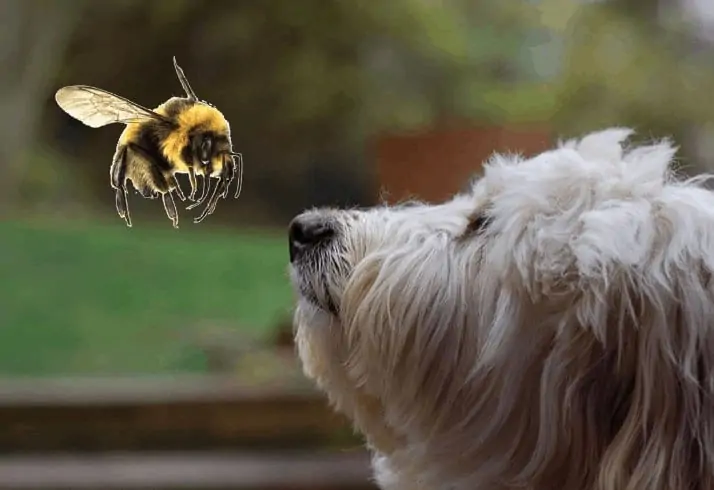 Dog-Stung-By-a-Bee