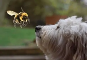dog stung by a bee