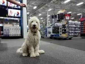 Are Dogs Allowed in Best Buy