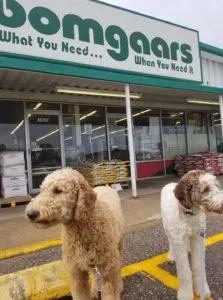 Dog Friendly Stores: Bomgaars is one of the growing number of stores that allow dogs.