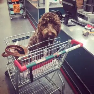 Bunnings Warehouse is one of the stores that allow dogs.  It's one of the great dog friendly stores.