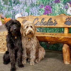 Are Dogs Allowed in Cabela’s