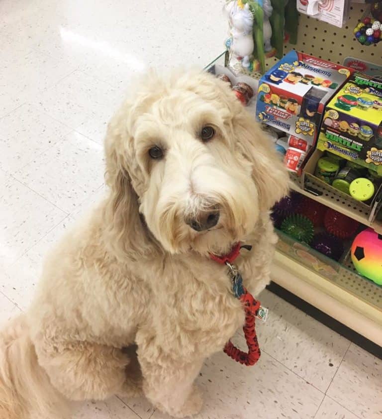 The Ultimate Dog Friendly Stores List 38 WellKnown Stores That Allow