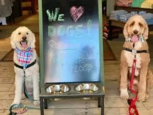dog friendly stores