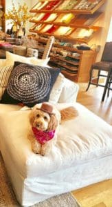 Want to find dog friendly stores?  Pottery barn is one of the stores that allow dogs.