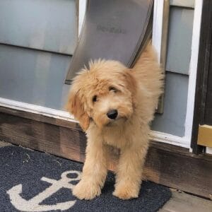 how to get a dog to use a doggie door