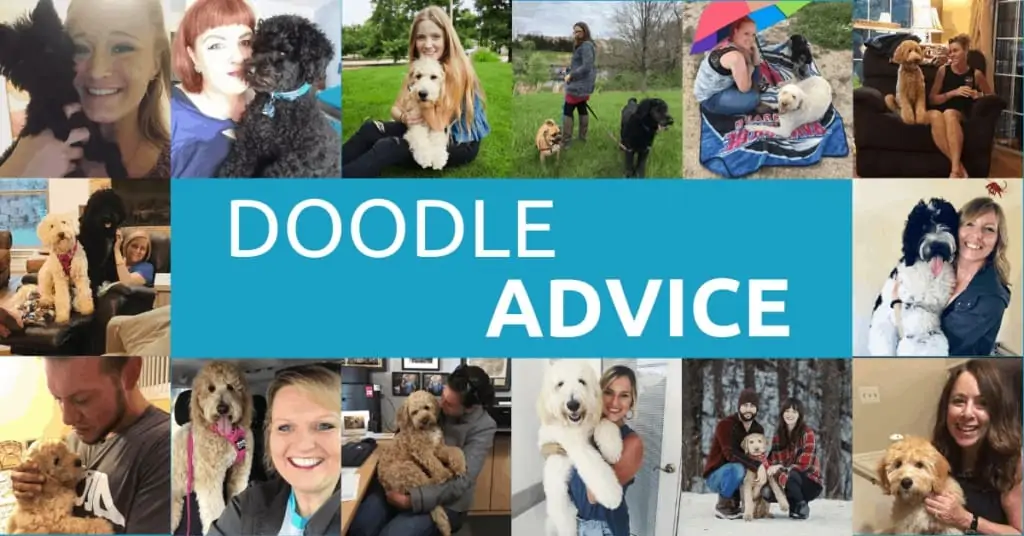 Doodle Owner Advice