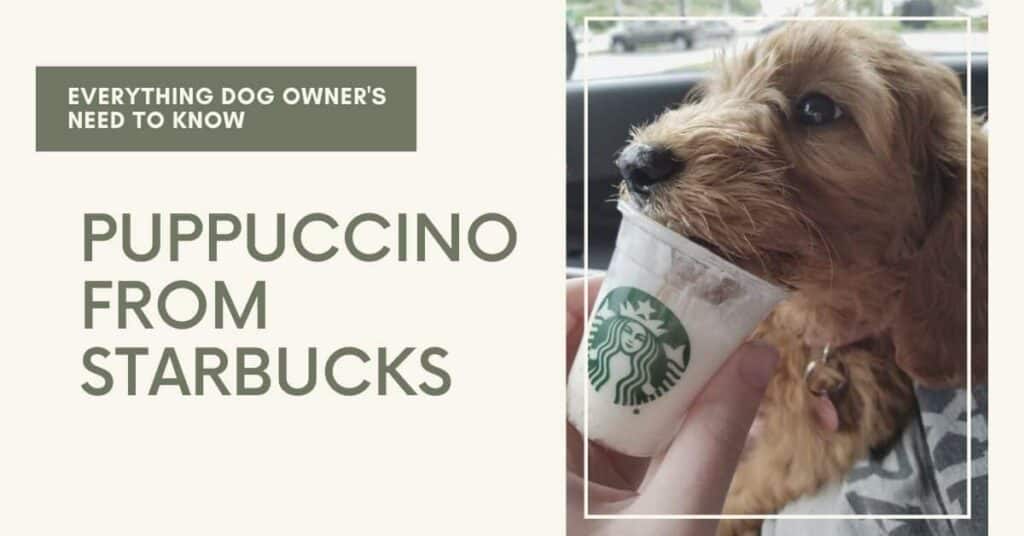 Everything Dog Owners Need to Know About the Puppuccino From Starbucks