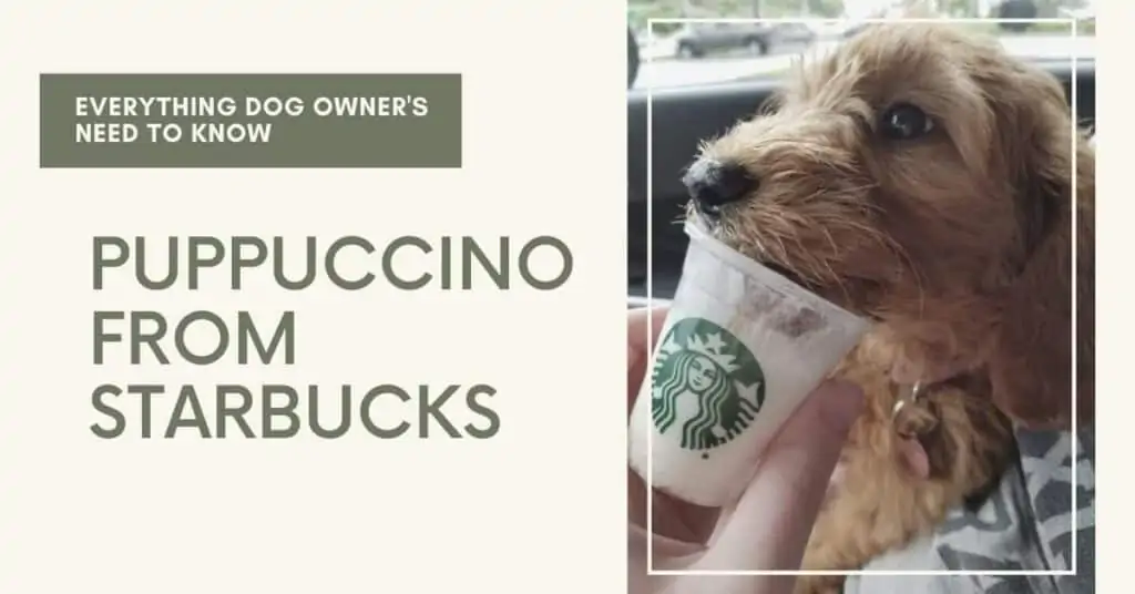 puppuccino from starbucks