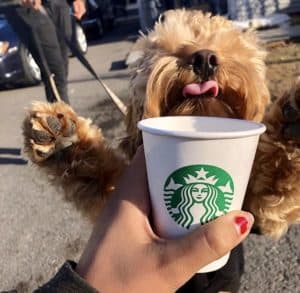 what is the puppy drink at starbucks