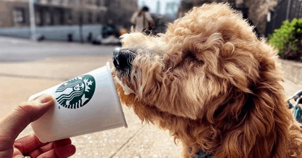 These 30 Puppuccino-Loving Doodles Will Make You Drop Everything and Go To Starbucks