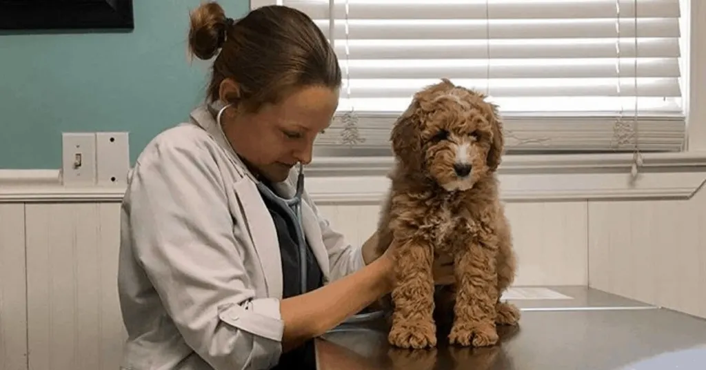 Veterinarians Weigh In: Should You Get Pet Insurance?