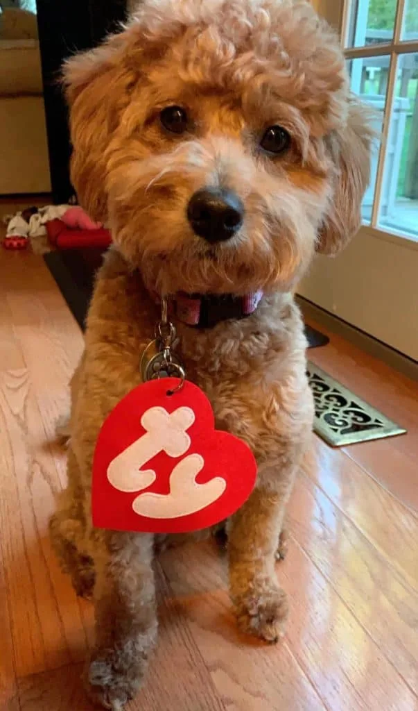 Goldendoodle Dressed as Costco Worker For Halloween Photo