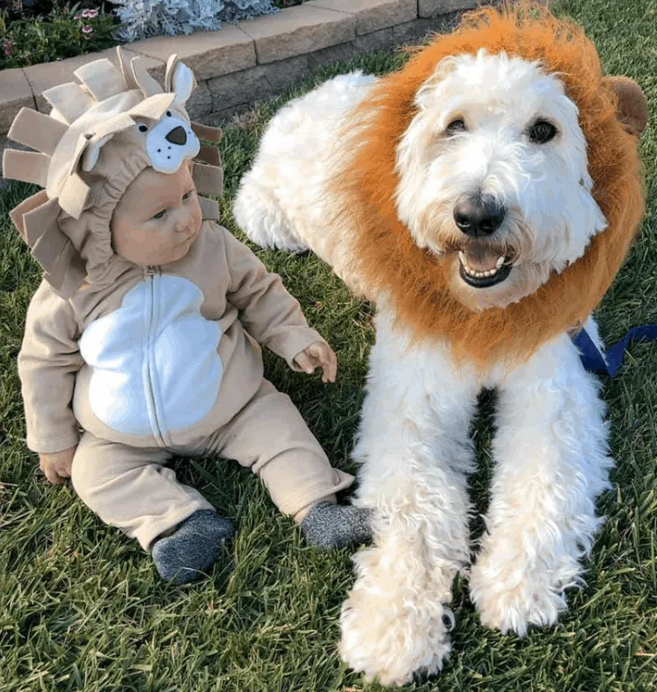 35 Goldendoodle Halloween Costumes (2023) - Happy-Go-Doodle®