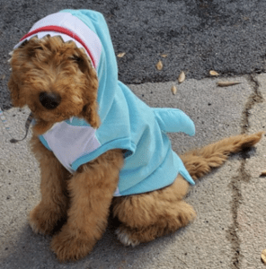 doodle shark halloween costume