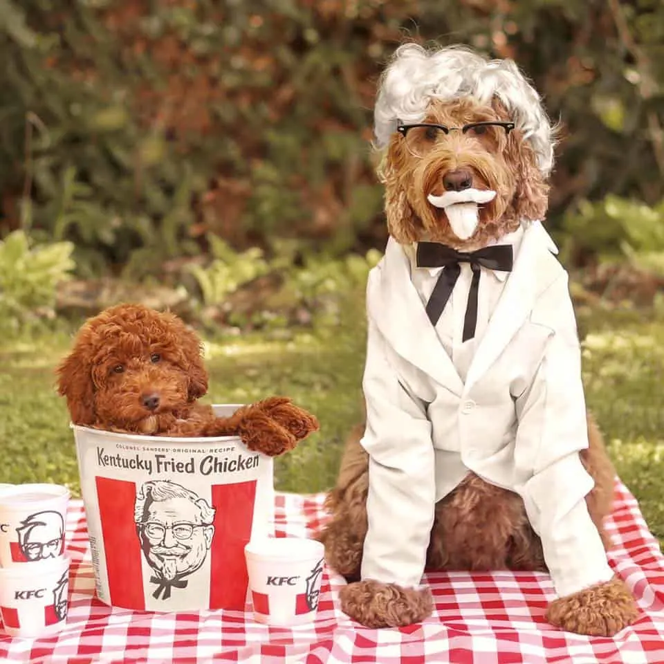 goldendoodle costumes