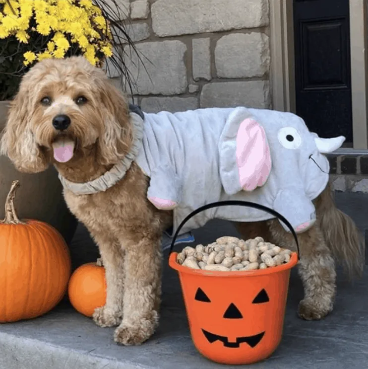 cavapoo costume