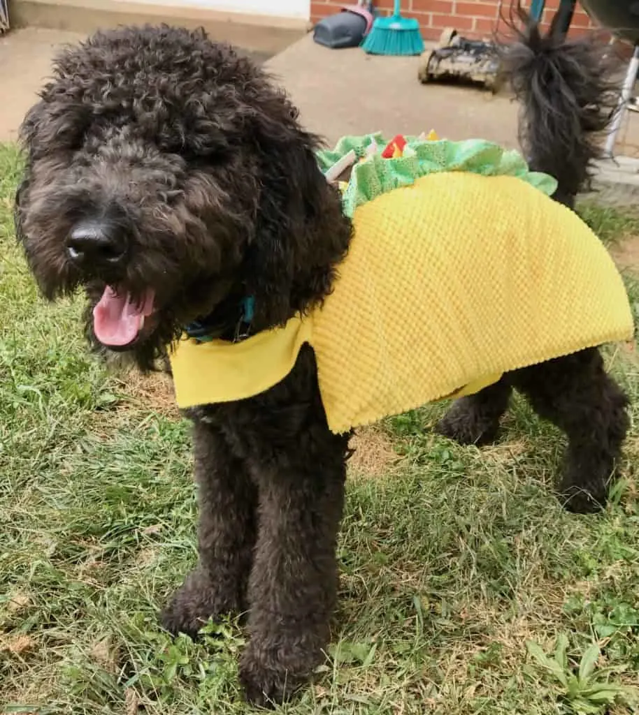 goldendoodle taco costume