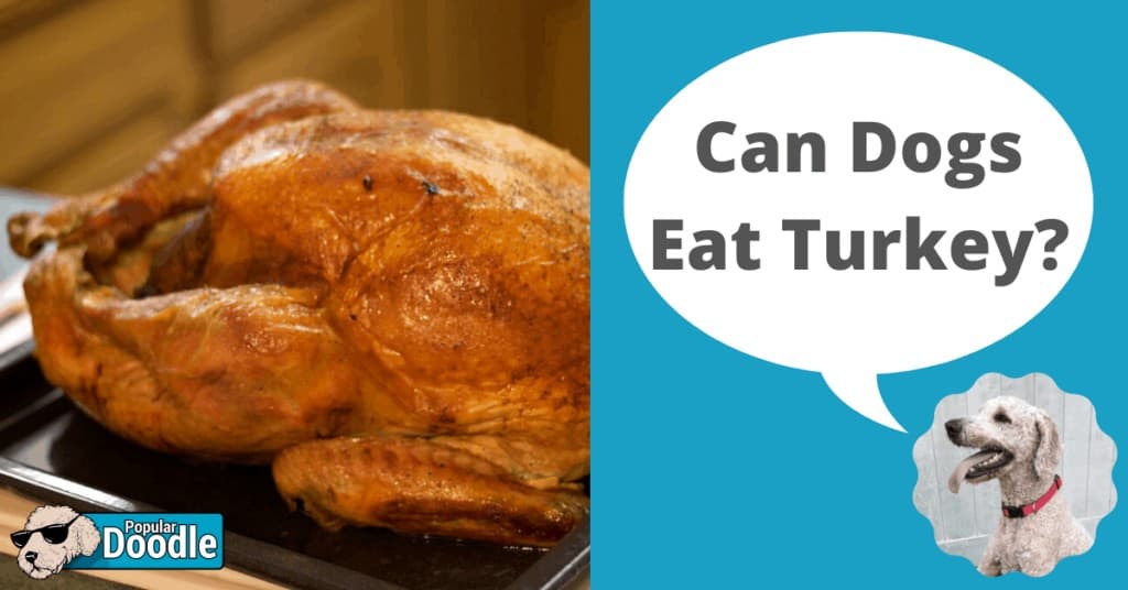 Can Dogs Eat Turkey? | Is Turkey Bad for Dogs?
