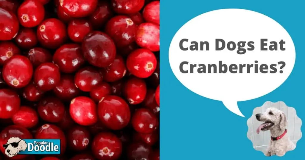 can dogs eat yogurt covered cranberries