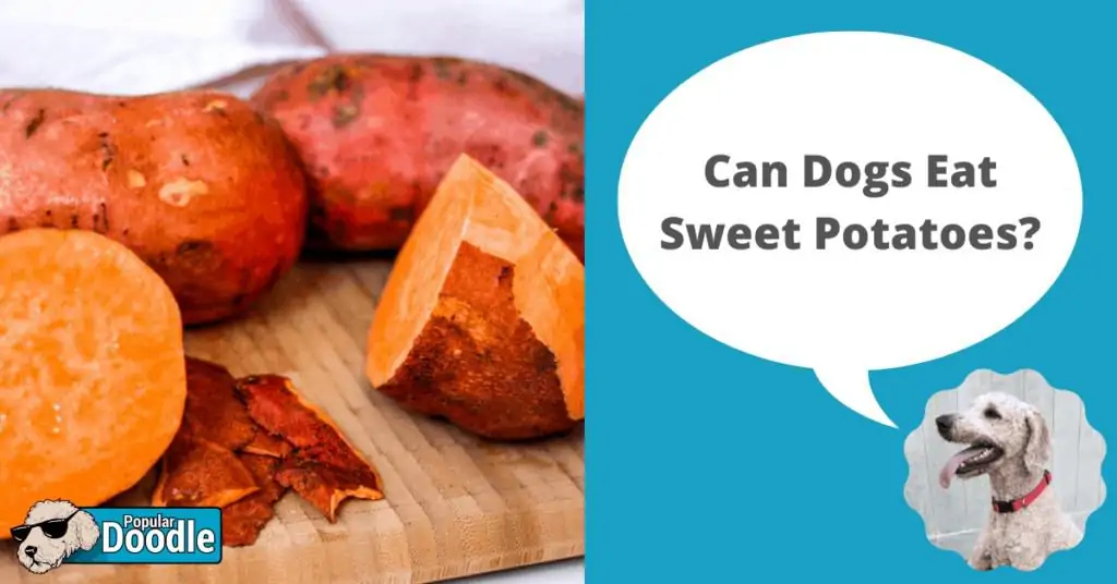 are sweet potatoes good for dogs