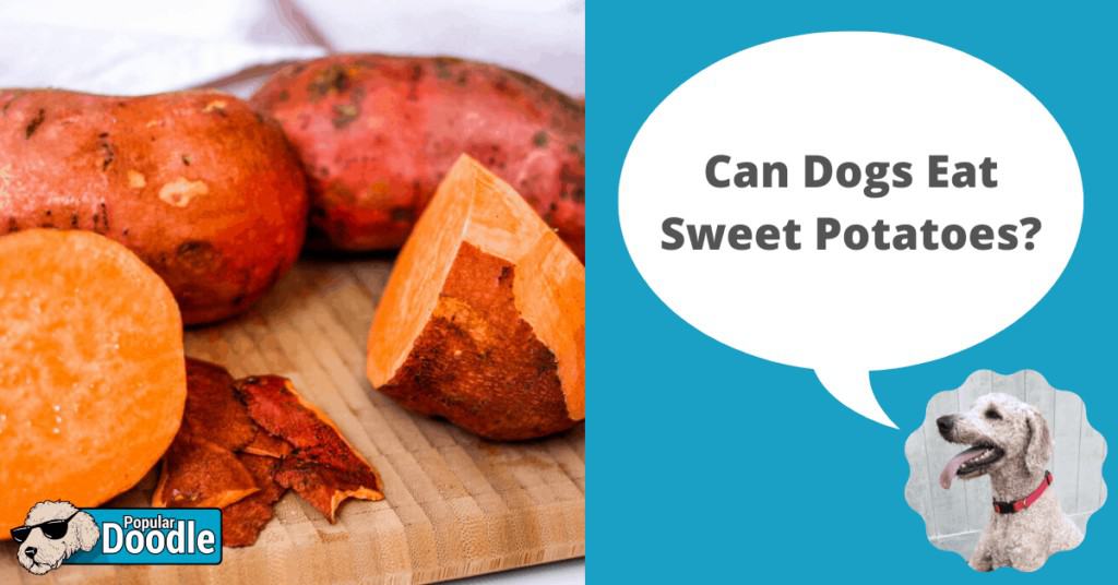 Can Dogs Eat Raw Sweet Potatoes Peacecommission kdsg gov ng