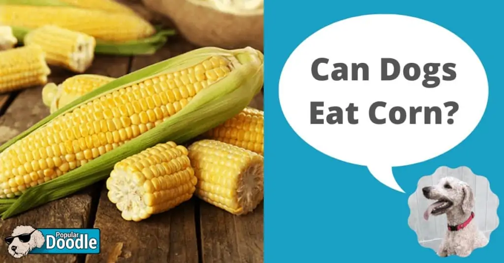 Is sweet corn 2025 bad for dogs