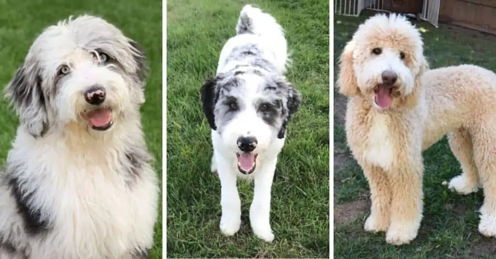 Border Collie Poodle Mix