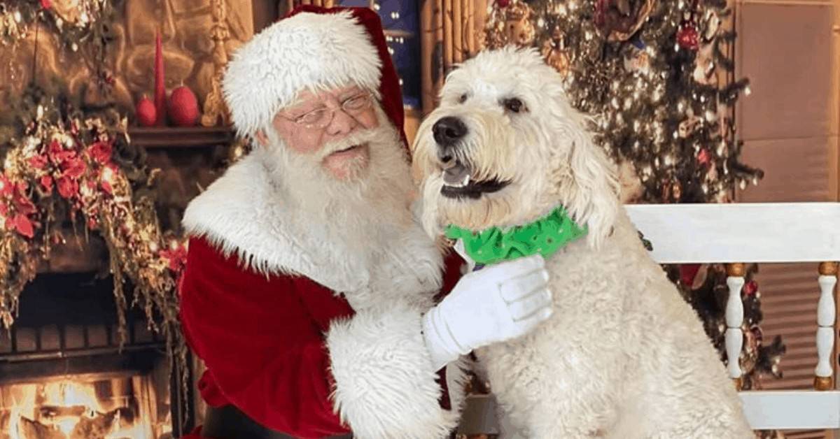 dog photo with santa