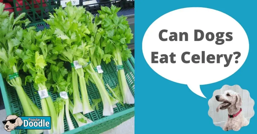 Can dogs discount eat raw celery