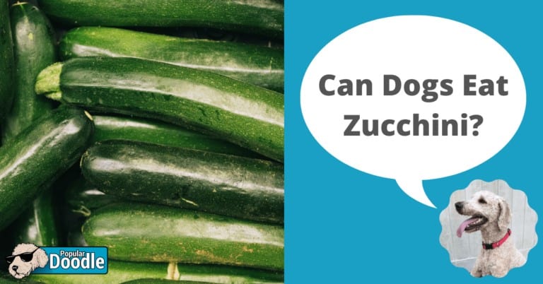 Can Dogs Eat Zucchini? | Is Zucchini Good for Dogs?