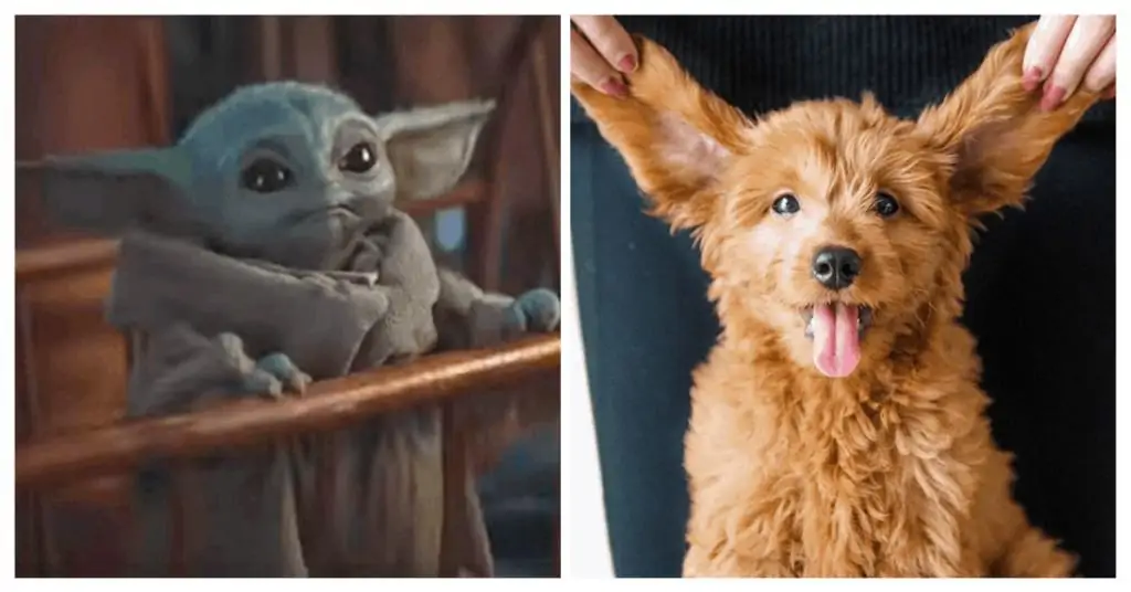 baby yoda dog memes