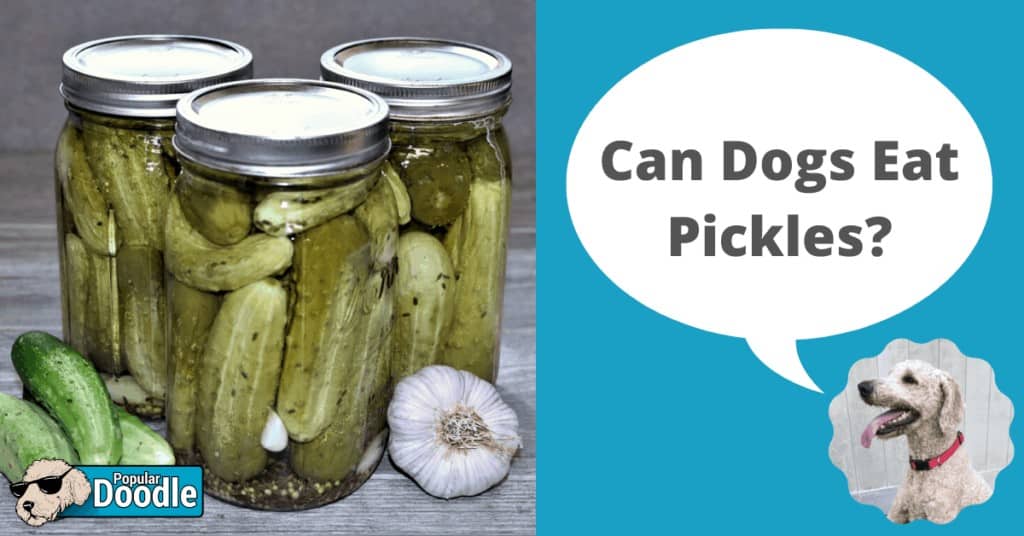 Can Dogs Eat Pickles? | Are Pickles Bad for Dogs?
