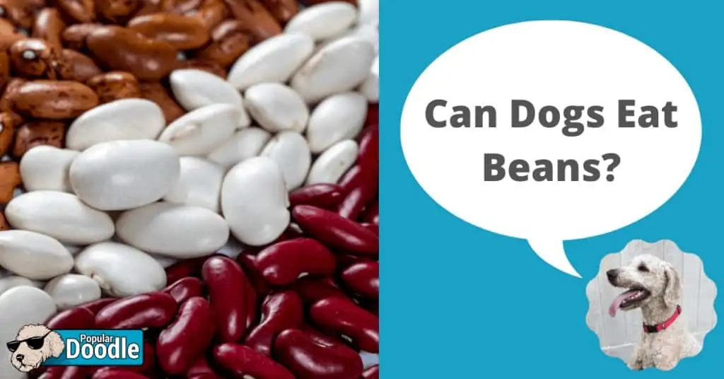 Can Dogs Eat Beans? | Are Beans Good for Dogs?