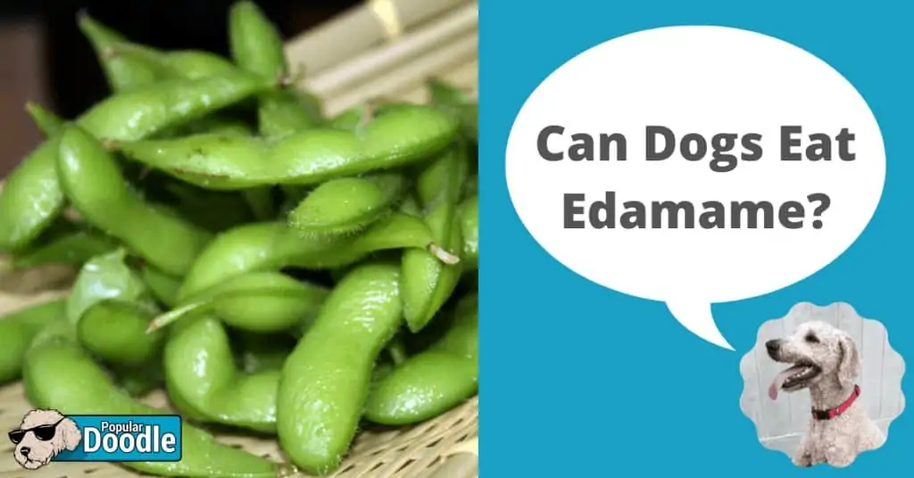 Can Dogs Eat Edamame Read Before You Feed