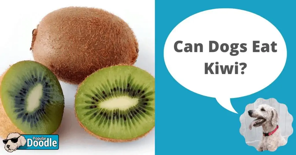 Is kiwi sale safe for dogs