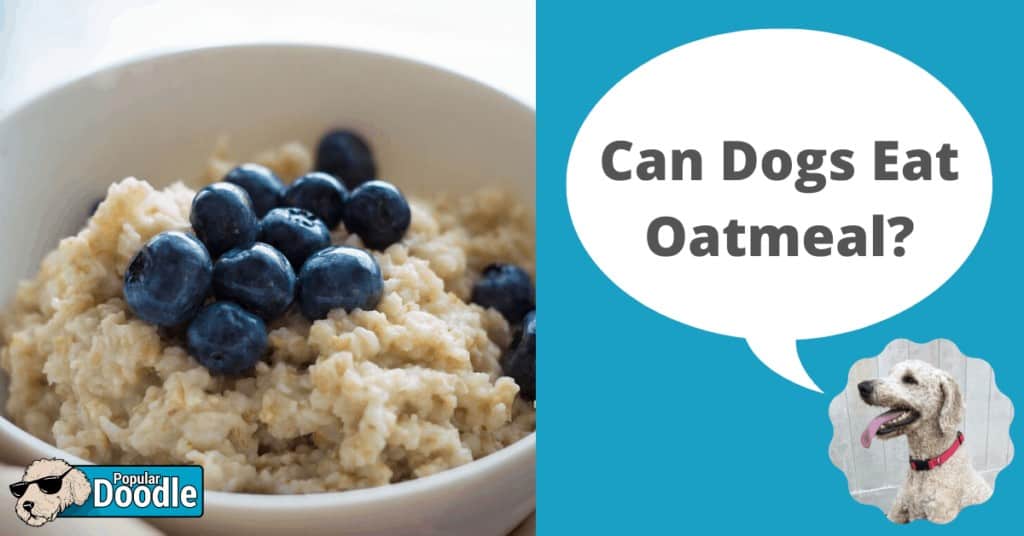 can dogs eat oatmeal