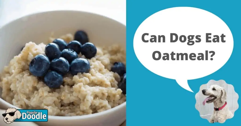 can dogs eat oatmeal