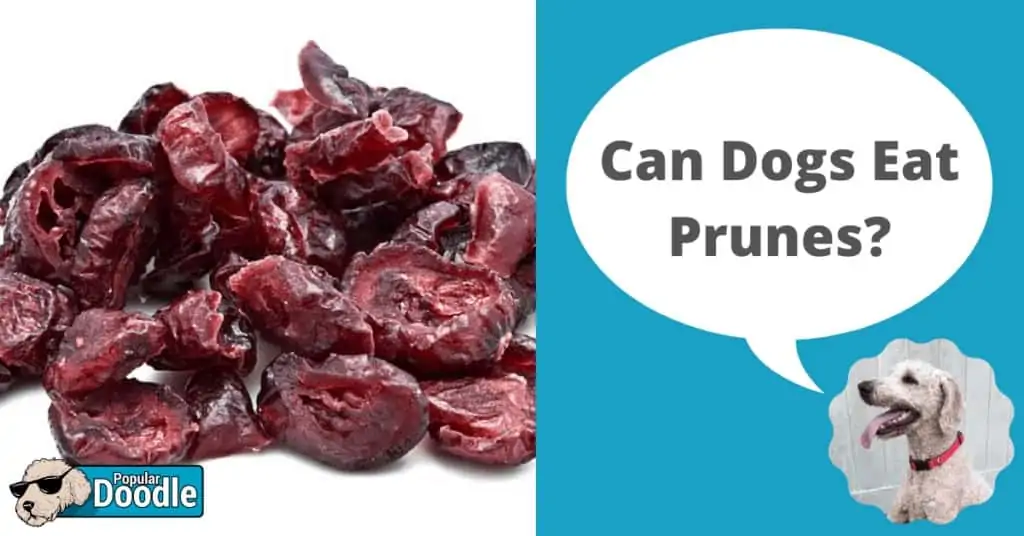 can dogs eat prunes