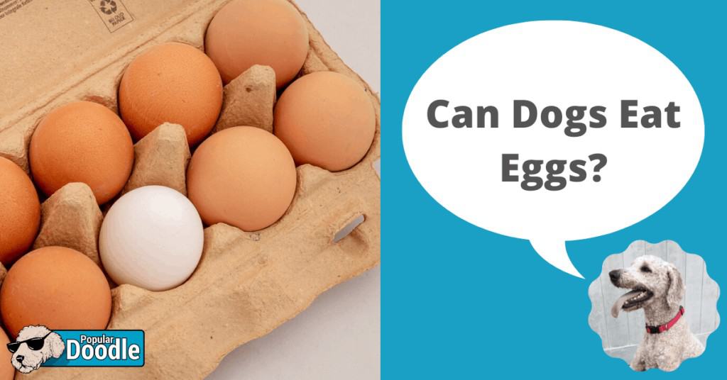 Can Dogs Eat Eggs? | Are Eggs Good for Dogs?